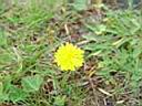 222_Flowers in Schlob Sanssouci.JPG
